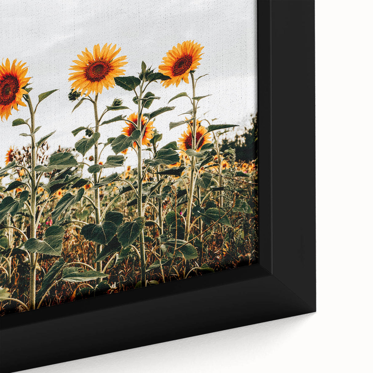 Farmhouse Wall Art Sunflower Field Print | Rustic Country Style Decor