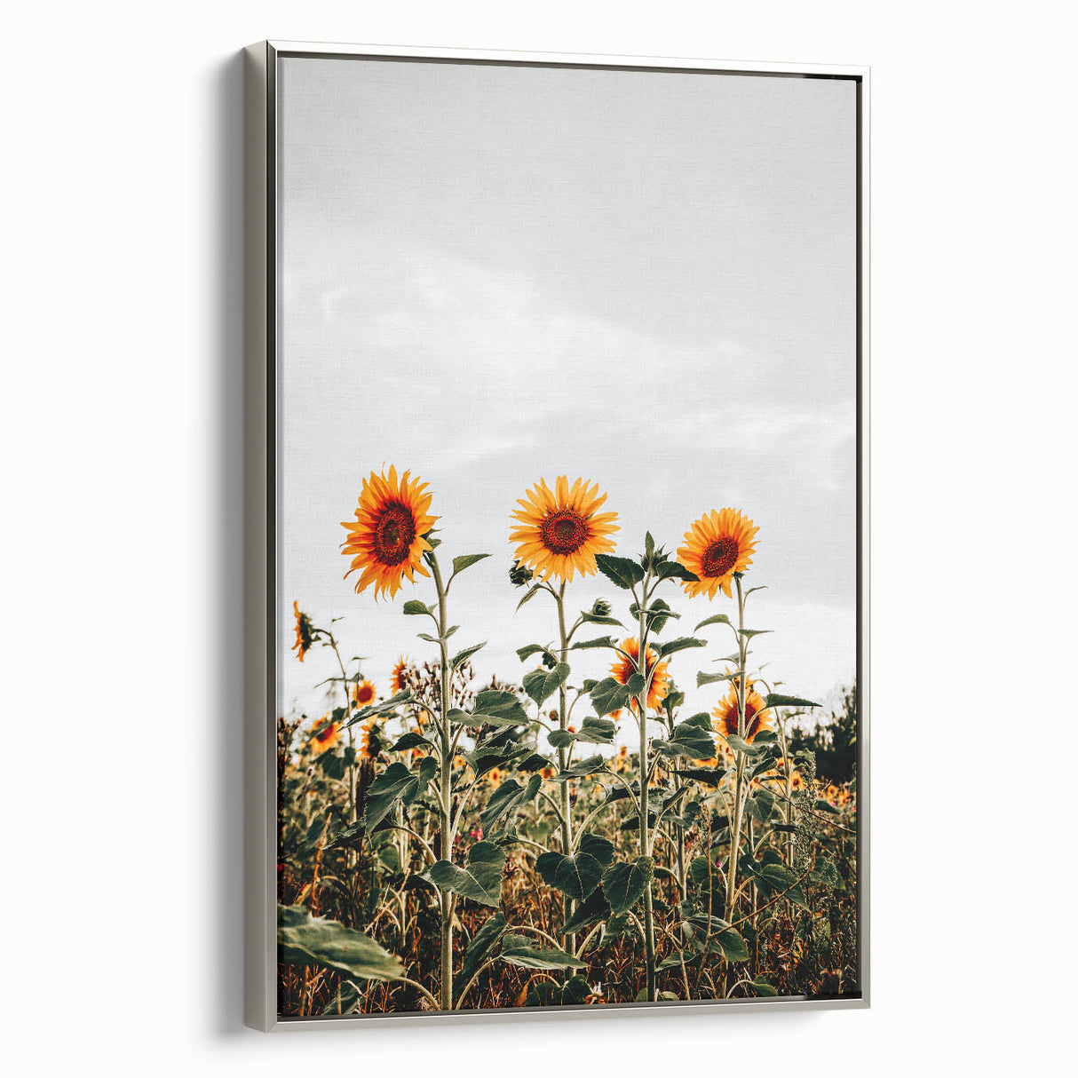 Farmhouse Wall Art Sunflower Field Print | Rustic Country Style Decor