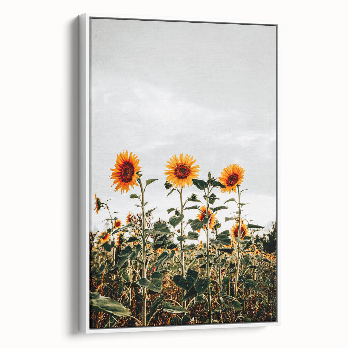 Farmhouse Wall Art Sunflower Field Print | Rustic Country Style Decor