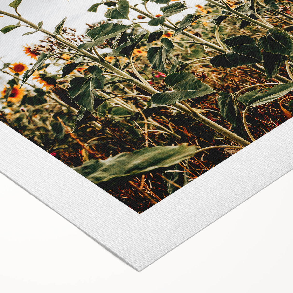 Farmhouse Wall Art Sunflower Field Print | Rustic Country Style Decor