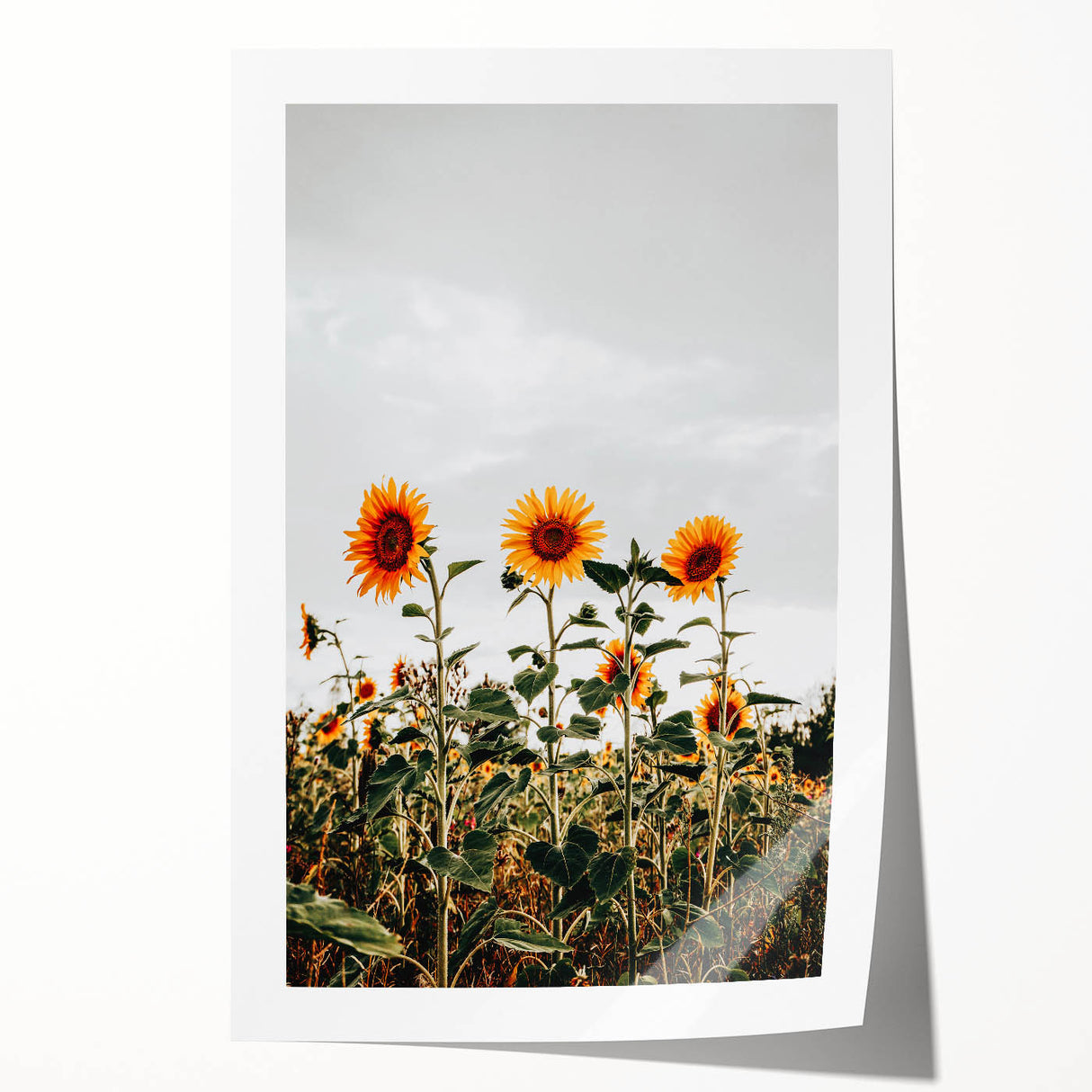 Farmhouse Wall Art Sunflower Field Print | Rustic Country Style Decor