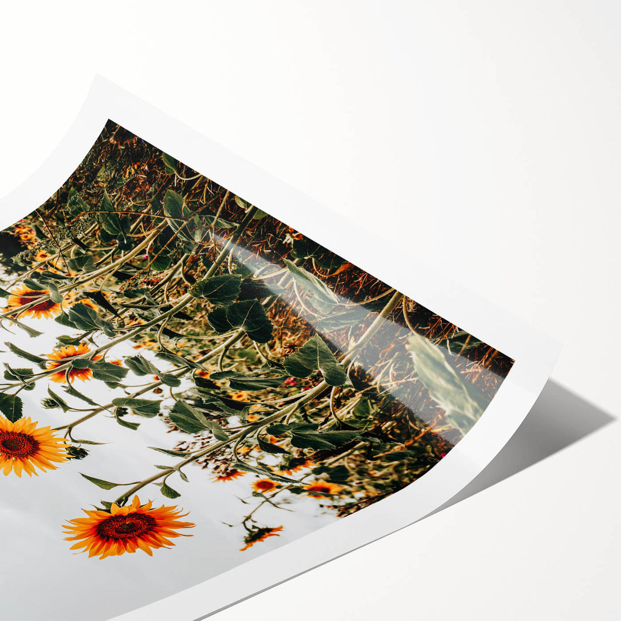Farmhouse Wall Art Sunflower Field Print | Rustic Country Style Decor