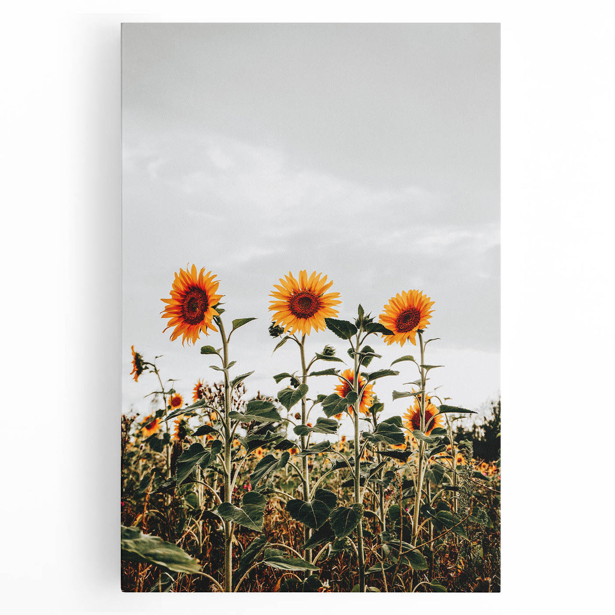 Farmhouse Wall Art Sunflower Field Print | Rustic Country Style Decor