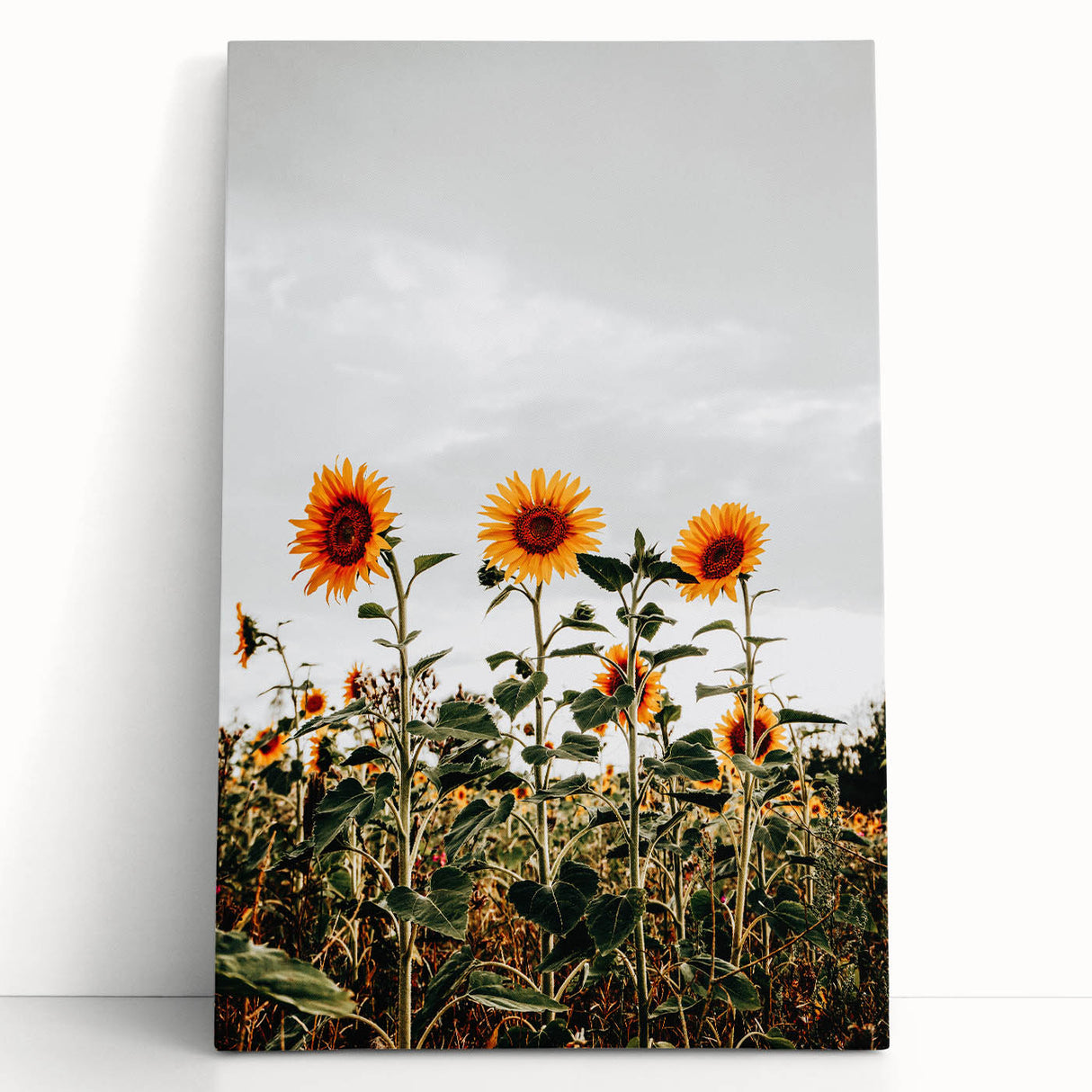 Farmhouse Wall Art Sunflower Field Print | Rustic Country Style Decor