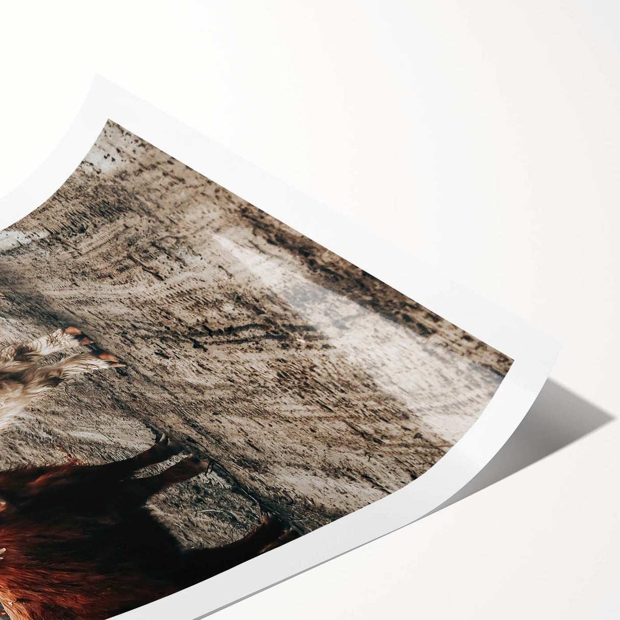 Farmhouse Wall Art – Rustic Highland Cows in Nature – Country Style Decor