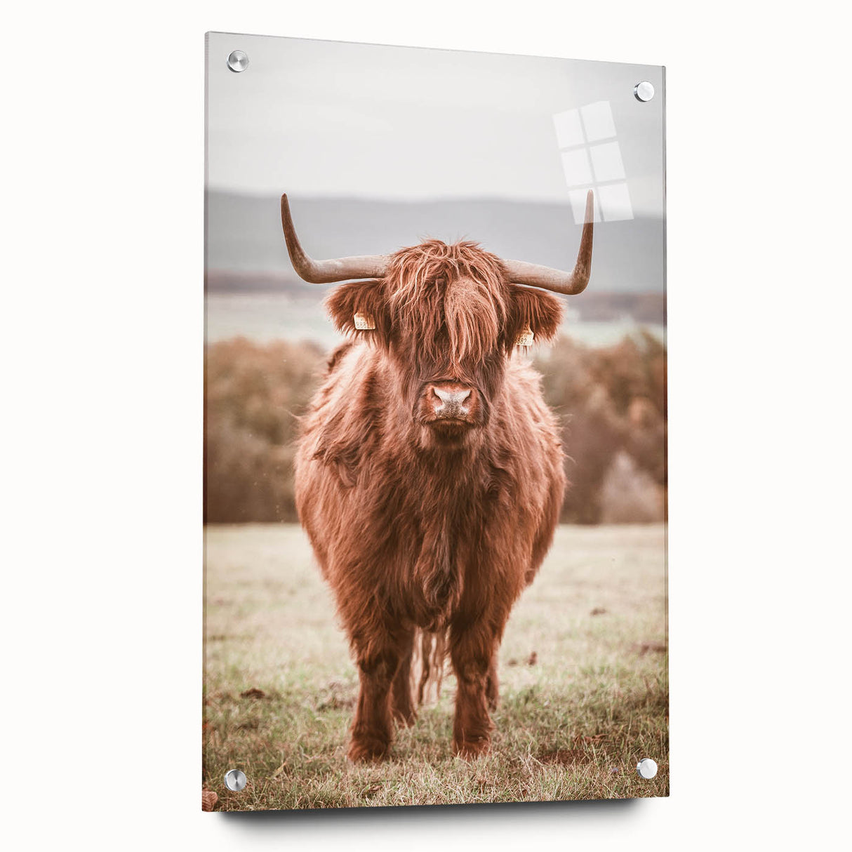 Farmhouse Wall Art – Rustic Highland Cow Portrait – Country Style Decor
