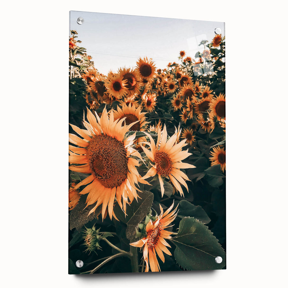 Farmhouse Wall Art Sunflowers in Bloom | Rustic Country Style Decor