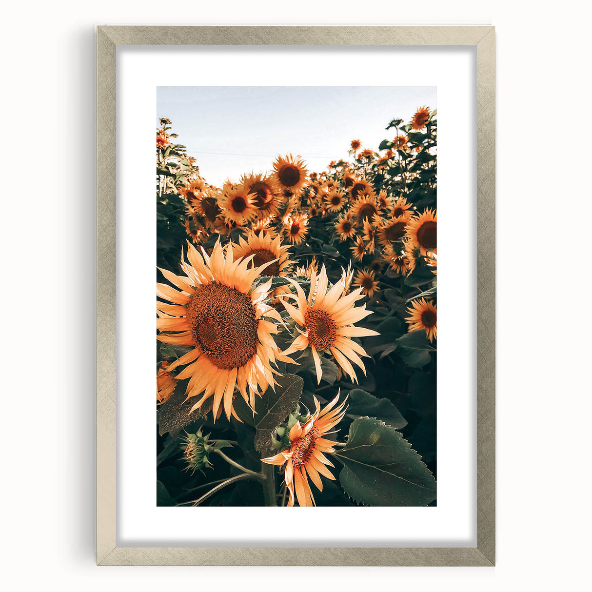 Farmhouse Wall Art Sunflowers in Bloom | Rustic Country Style Decor