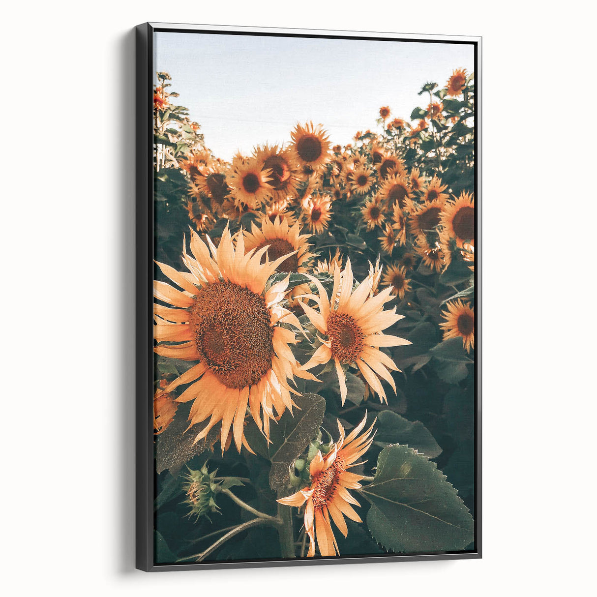 Farmhouse Wall Art Sunflowers in Bloom | Rustic Country Style Decor