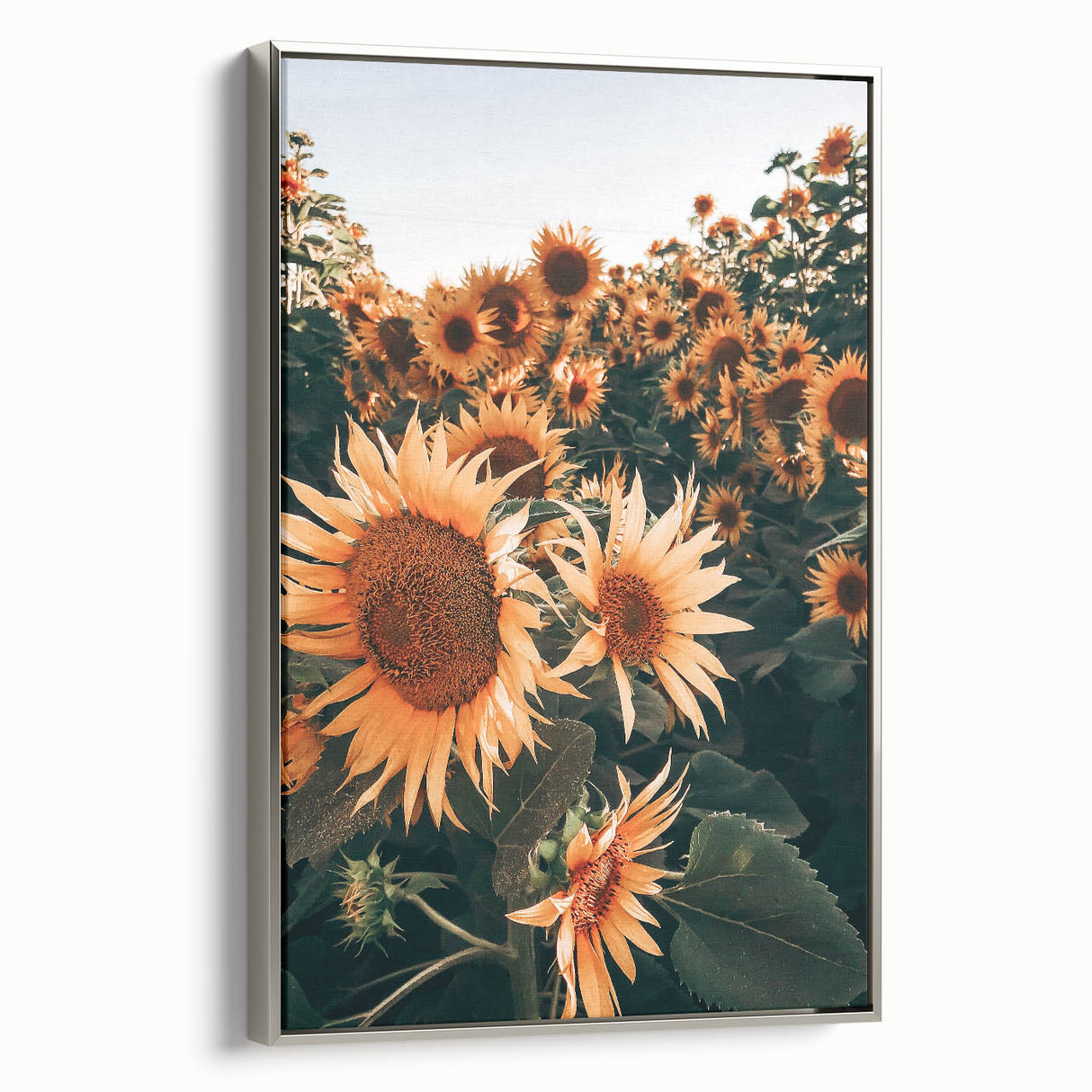 Farmhouse Wall Art Sunflowers in Bloom | Rustic Country Style Decor