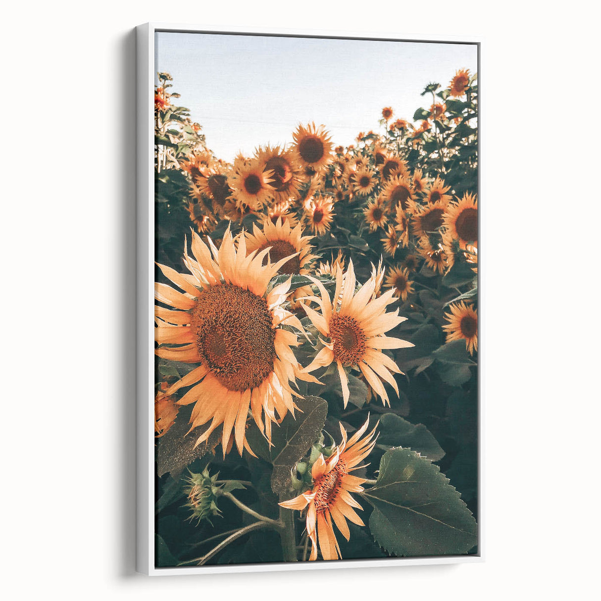 Farmhouse Wall Art Sunflowers in Bloom | Rustic Country Style Decor
