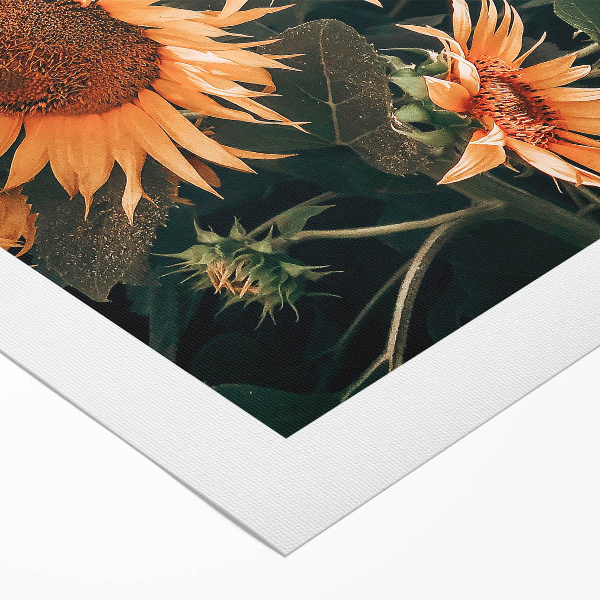 Farmhouse Wall Art Sunflowers in Bloom | Rustic Country Style Decor