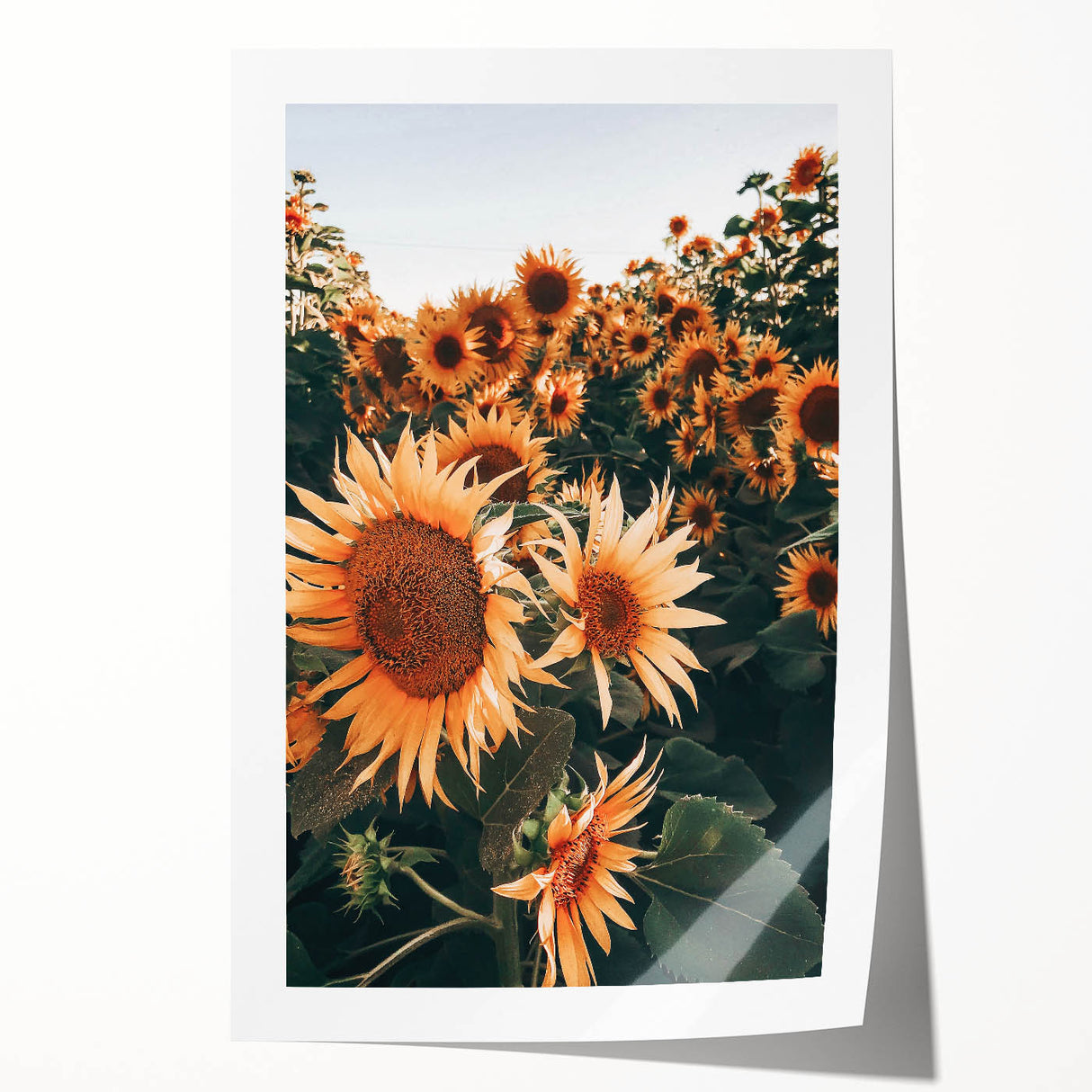 Farmhouse Wall Art Sunflowers in Bloom | Rustic Country Style Decor