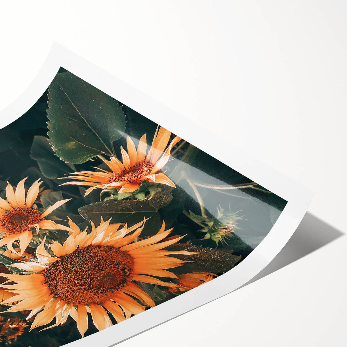 Farmhouse Wall Art Sunflowers in Bloom | Rustic Country Style Decor