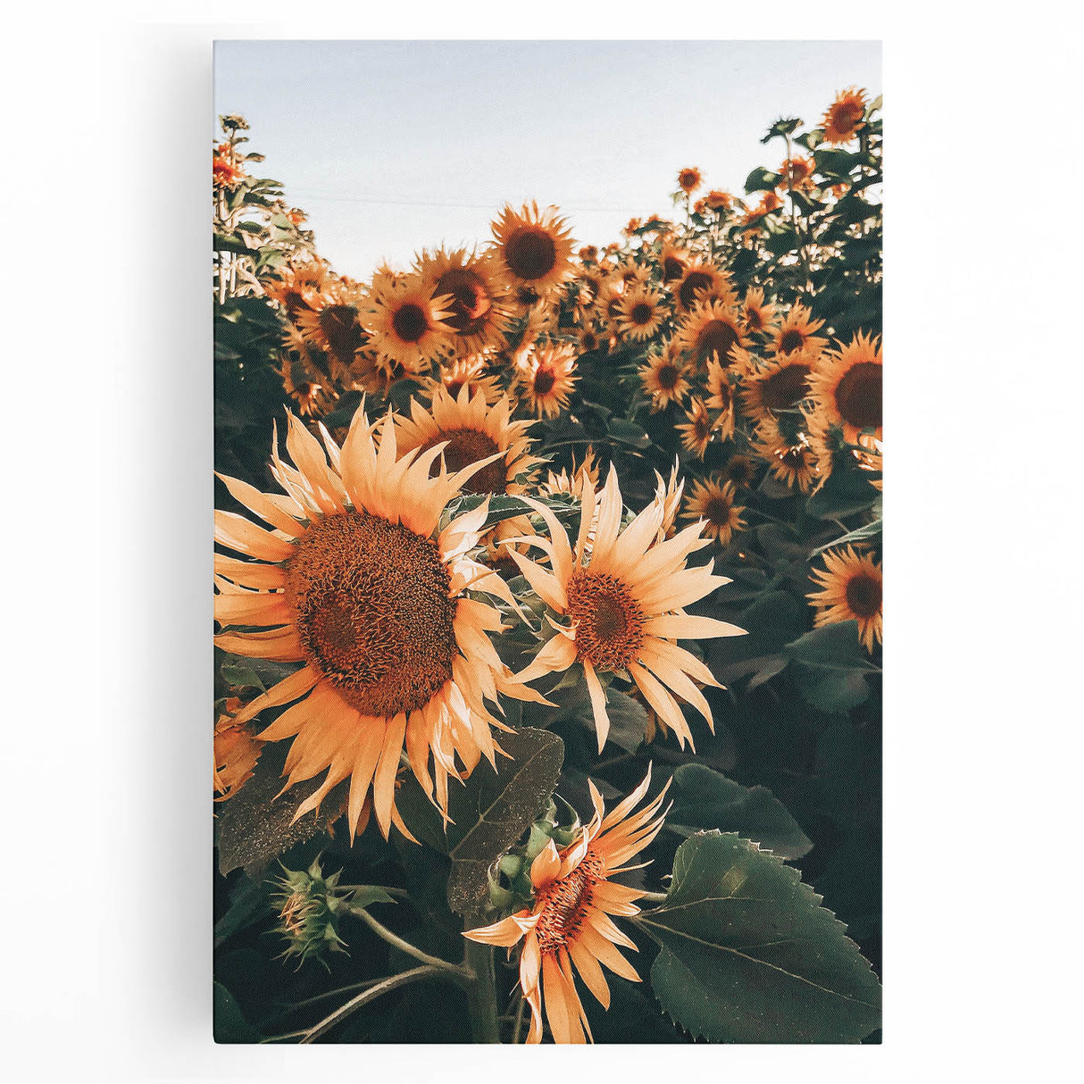 Farmhouse Wall Art Sunflowers in Bloom | Rustic Country Style Decor