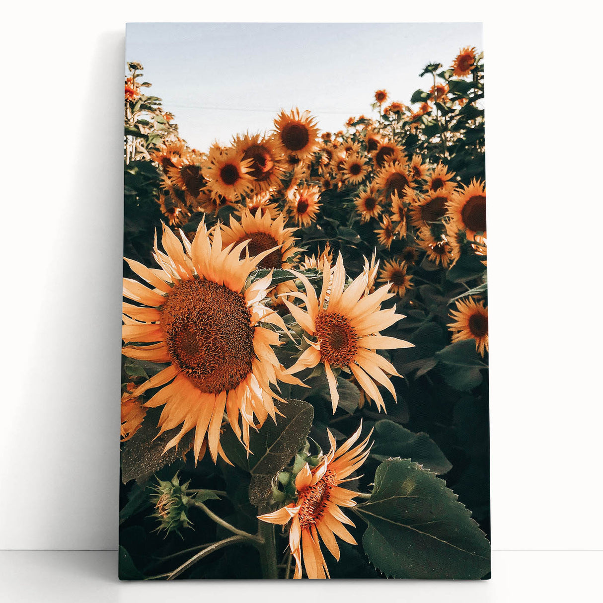 Farmhouse Wall Art Sunflowers in Bloom | Rustic Country Style Decor