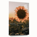 Farmhouse Wall Art – Sunflower at Sunset – Rustic Country Decor