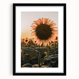 Farmhouse Wall Art – Sunflower at Sunset – Rustic Country Decor