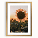Farmhouse Wall Art – Sunflower at Sunset – Rustic Country Decor