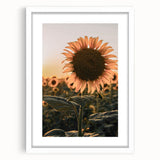 Farmhouse Wall Art – Sunflower at Sunset – Rustic Country Decor
