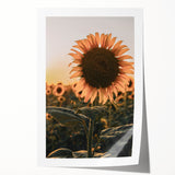 Farmhouse Wall Art – Sunflower at Sunset – Rustic Country Decor