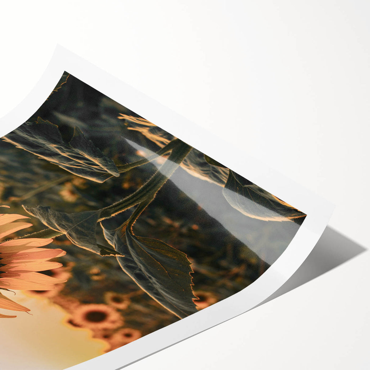 Farmhouse Wall Art – Sunflower at Sunset – Rustic Country Decor