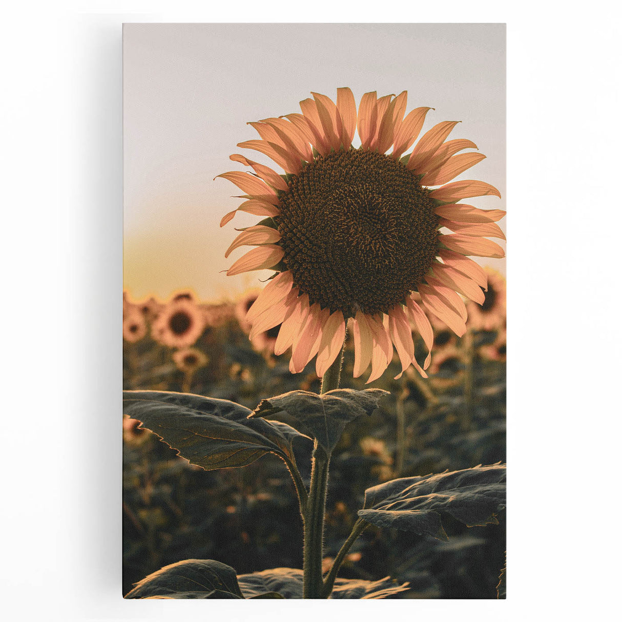 Farmhouse Wall Art – Sunflower at Sunset – Rustic Country Decor