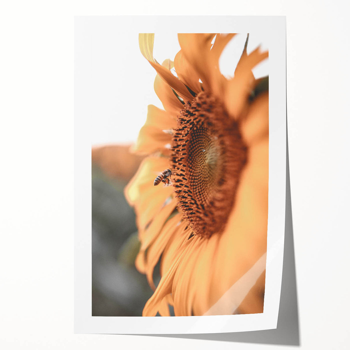 Farmhouse Wall Art – Sunflower and Bee Close-Up – Rustic Country Decor