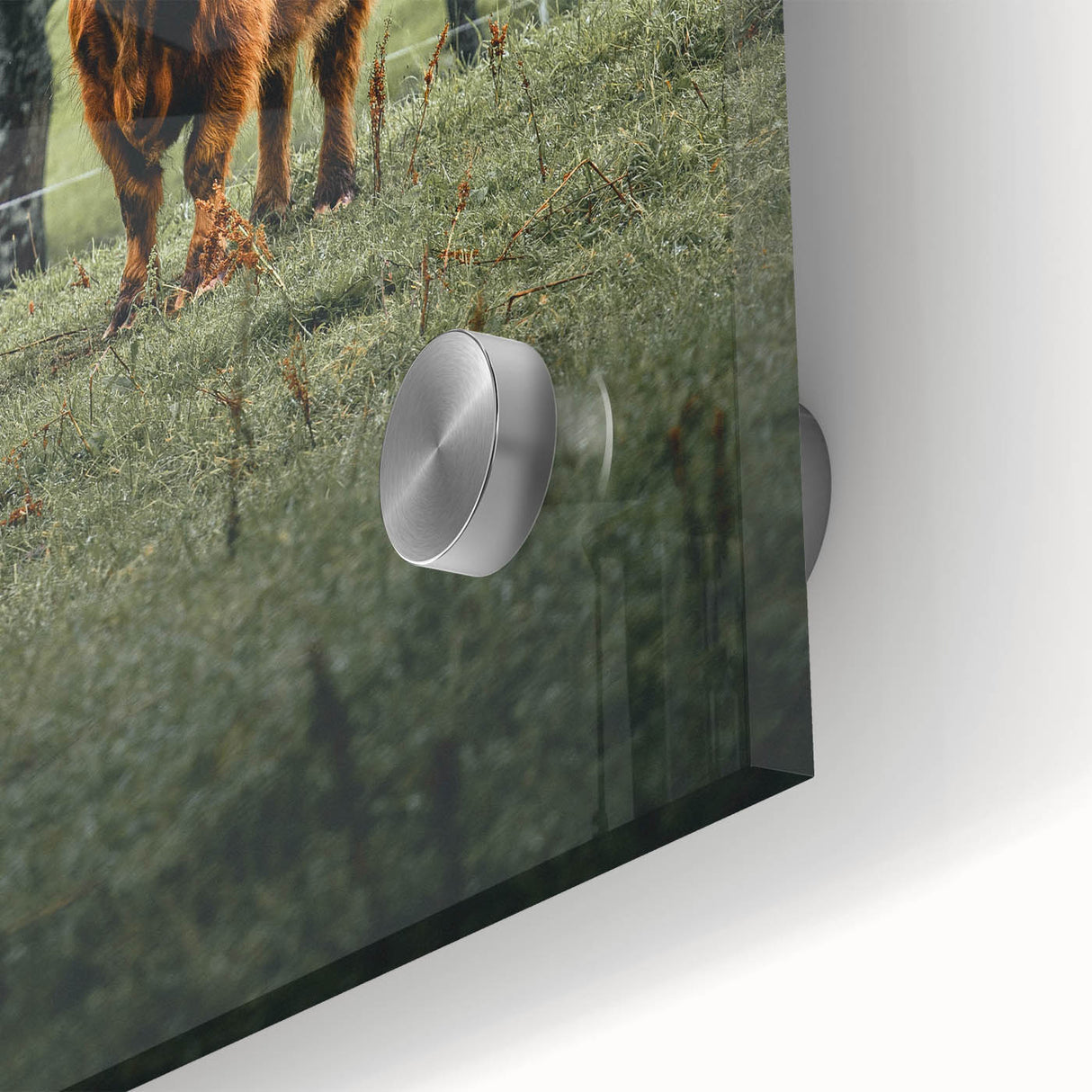 Farmhouse Wall Art – Highland Cow in Lush Field – Rustic Country Decor