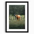Farmhouse Wall Art – Highland Cow in Lush Field – Rustic Country Decor