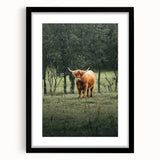 Farmhouse Wall Art – Highland Cow in Lush Field – Rustic Country Decor