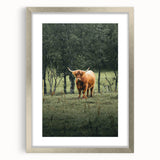 Farmhouse Wall Art – Highland Cow in Lush Field – Rustic Country Decor
