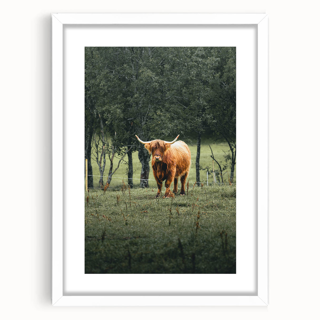 Farmhouse Wall Art – Highland Cow in Lush Field – Rustic Country Decor
