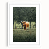 Farmhouse Wall Art – Highland Cow in Lush Field – Rustic Country Decor