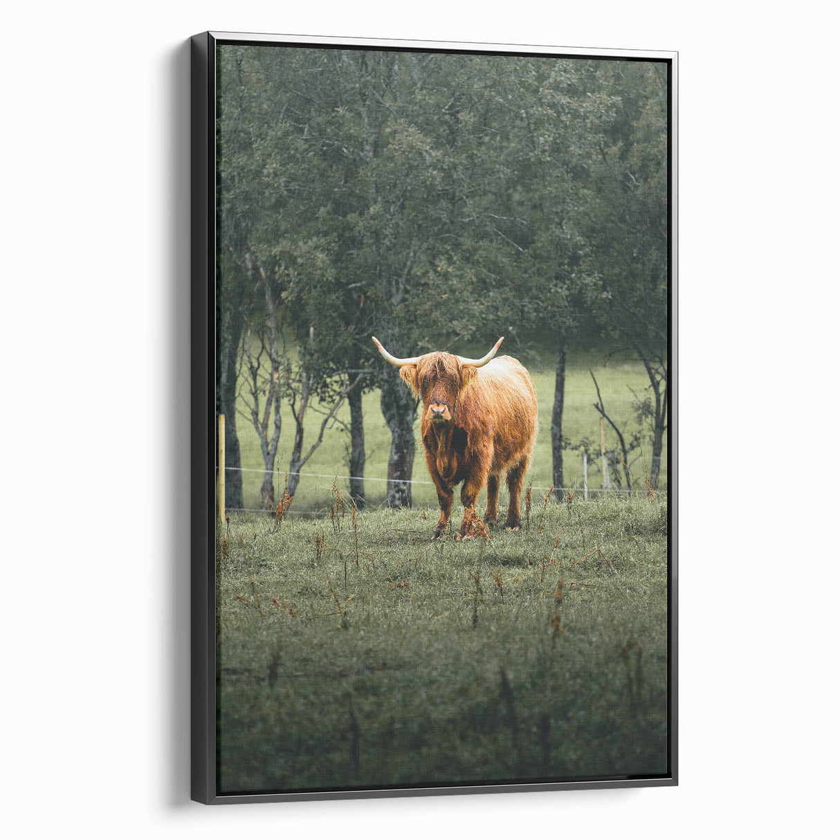 Farmhouse Wall Art – Highland Cow in Lush Field – Rustic Country Decor