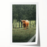 Farmhouse Wall Art – Highland Cow in Lush Field – Rustic Country Decor
