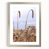 Farmhouse Wall Art – Wheat Stalks Close-Up in Field – Rustic Decor