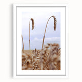 Farmhouse Wall Art – Wheat Stalks Close-Up in Field – Rustic Decor