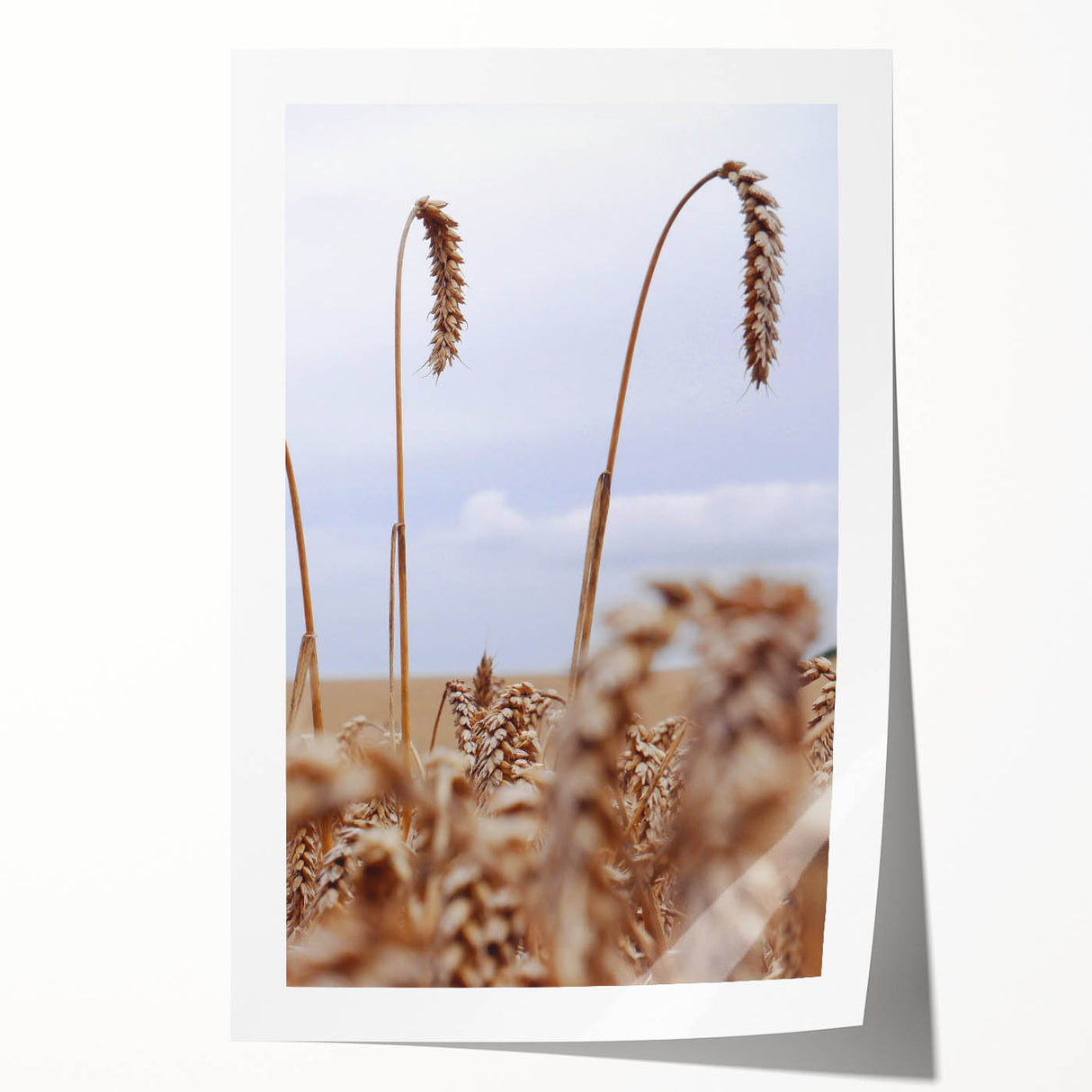 Farmhouse Wall Art – Wheat Stalks Close-Up in Field – Rustic Decor