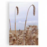 Farmhouse Wall Art – Wheat Stalks Close-Up in Field – Rustic Decor
