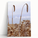 Farmhouse Wall Art – Wheat Stalks Close-Up in Field – Rustic Decor