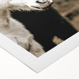 Charming Horse Duo Art - Rustic Farmhouse Wall Decor Print