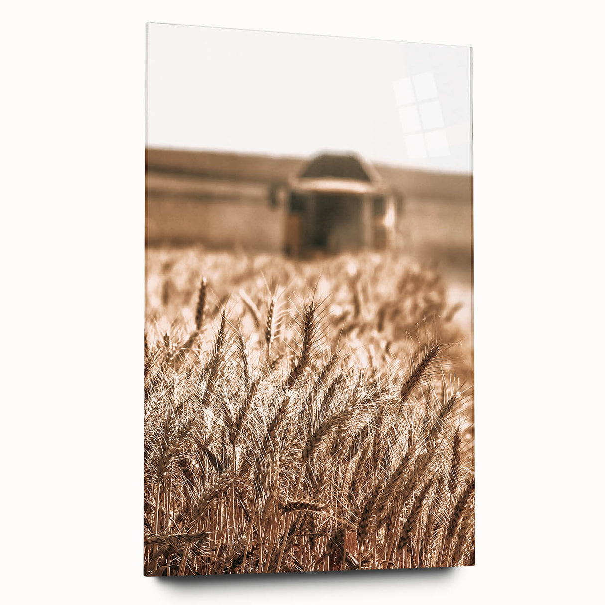 Golden Wheat Field Art - Rustic Farmhouse Wall Decor Print