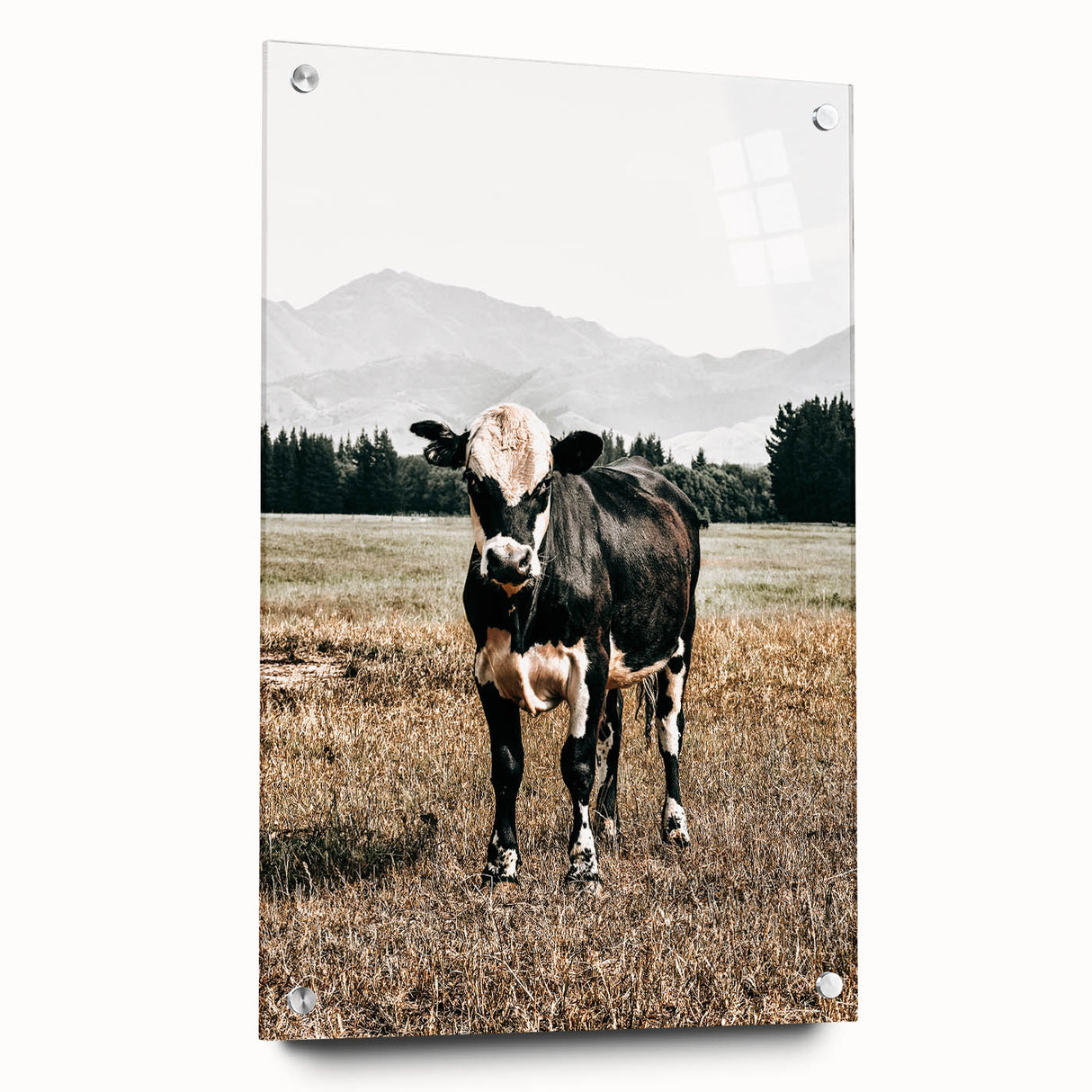Majestic Cow in Pasture - Rustic Farmhouse Wall Art Print