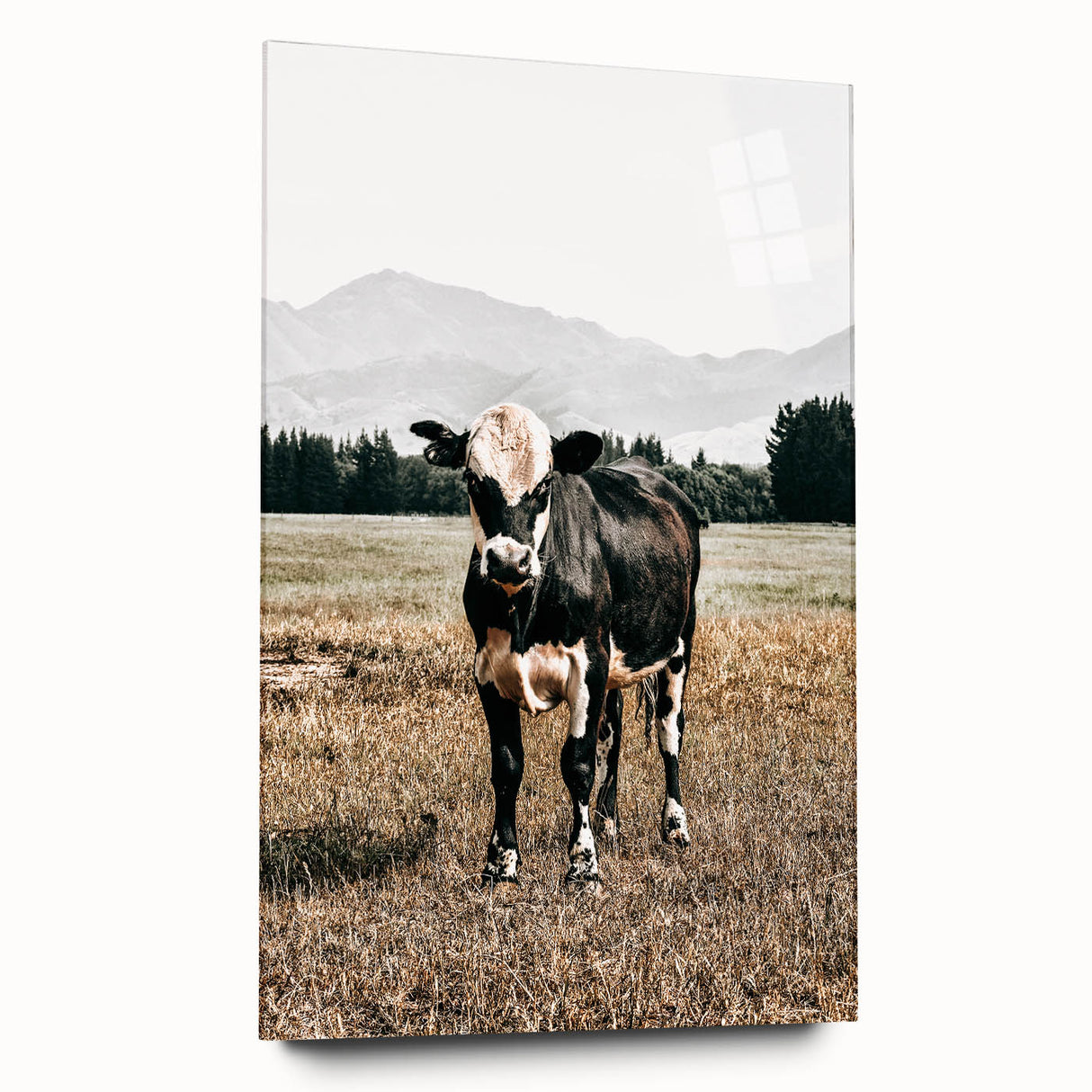 Majestic Cow in Pasture - Rustic Farmhouse Wall Art Print
