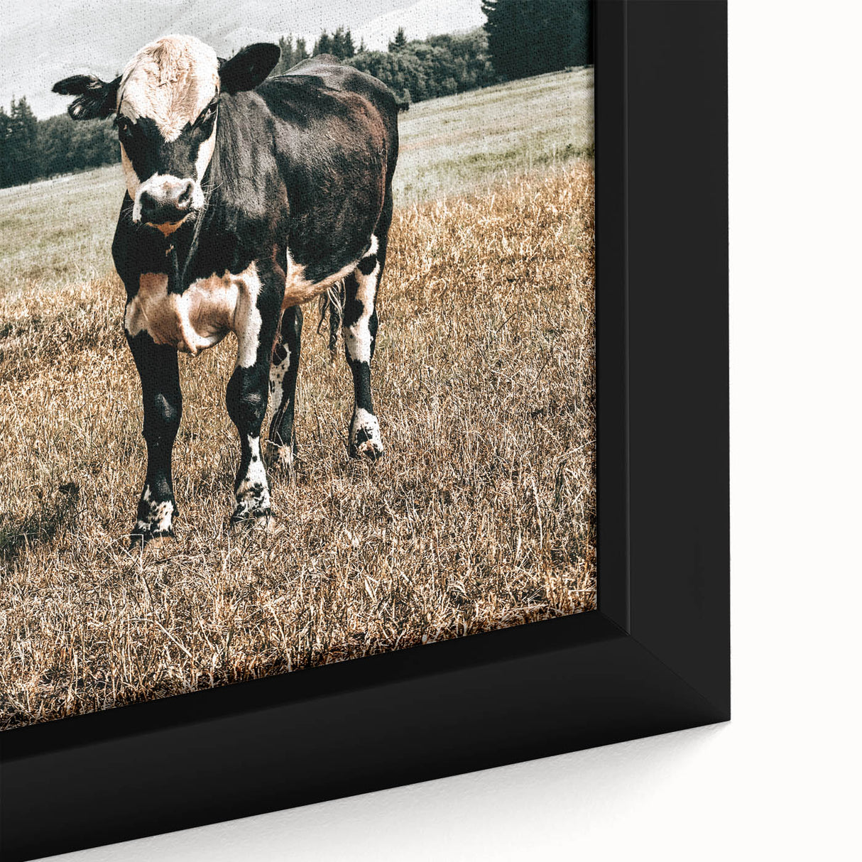 Majestic Cow in Pasture - Rustic Farmhouse Wall Art Print