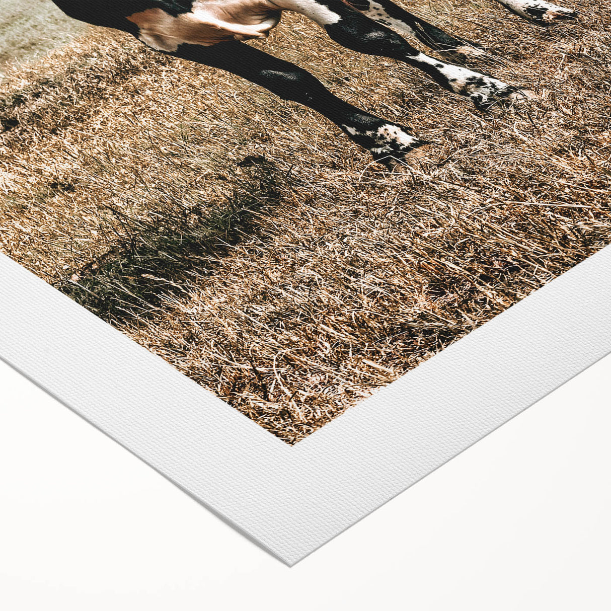Majestic Cow in Pasture - Rustic Farmhouse Wall Art Print