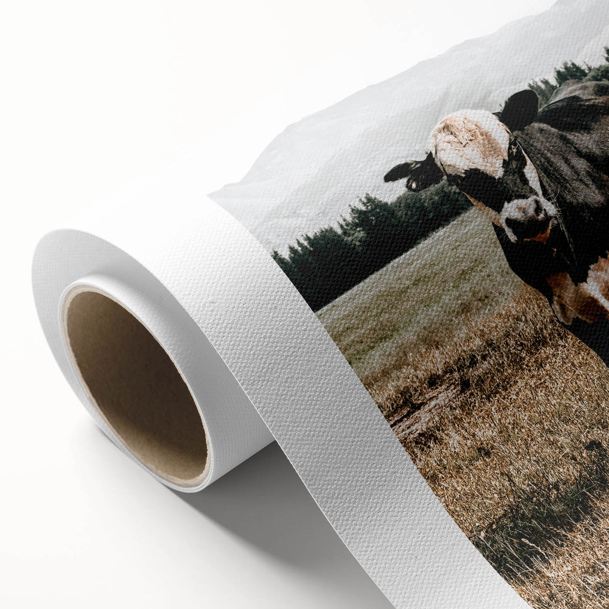 Majestic Cow in Pasture - Rustic Farmhouse Wall Art Print