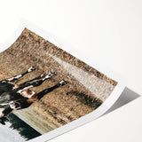 Majestic Cow in Pasture - Rustic Farmhouse Wall Art Print