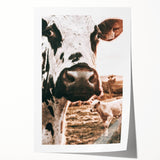 Charming Close-Up Cow - Rustic Farmhouse Wall Art Decor